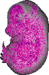 mouse atlas EMAGE spatial in situ gene expression database None