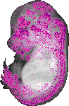 mouse atlas EMAGE spatial in situ gene expression database None
