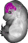 mouse atlas EMAGE spatial in situ gene expression database None