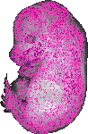 mouse atlas EMAGE spatial in situ gene expression database None