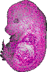 mouse atlas EMAGE spatial in situ gene expression database None