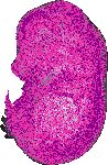mouse atlas EMAGE spatial in situ gene expression database None
