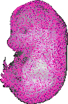 mouse atlas EMAGE spatial in situ gene expression database None