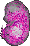 mouse atlas EMAGE spatial in situ gene expression database None