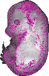 mouse atlas EMAGE spatial in situ gene expression database None
