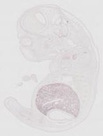 EMAGE:9428