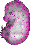 mouse atlas EMAGE spatial in situ gene expression database None