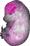 mouse atlas EMAGE spatial in situ gene expression database None