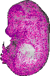 mouse atlas EMAGE spatial in situ gene expression database None