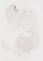 EMAGE:9488