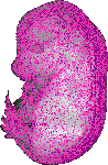 mouse atlas EMAGE spatial in situ gene expression database None