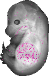 mouse atlas EMAGE spatial in situ gene expression database None