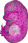 mouse atlas EMAGE spatial in situ gene expression database None