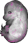 mouse atlas EMAGE spatial in situ gene expression database None