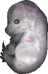 mouse atlas EMAGE spatial in situ gene expression database None
