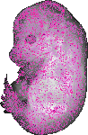 mouse atlas EMAGE spatial in situ gene expression database None