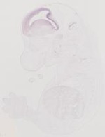 EMAGE:9688