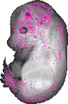 mouse atlas EMAGE spatial in situ gene expression database None