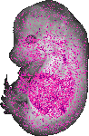 mouse atlas EMAGE spatial in situ gene expression database None