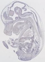 EMAGE:9793