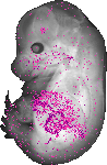 mouse atlas EMAGE spatial in situ gene expression database None