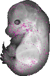 mouse atlas EMAGE spatial in situ gene expression database None