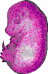 mouse atlas EMAGE spatial in situ gene expression database None