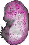 mouse atlas EMAGE spatial in situ gene expression database None