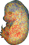 EMAGE:9854