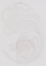EMAGE:9924