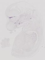 EMAGE:9940