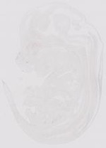 EMAGE:9963