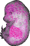 mouse atlas EMAGE spatial in situ gene expression database None