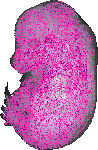 mouse atlas EMAGE spatial in situ gene expression database None