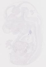 EMAGE:11138
