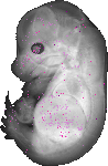 mouse atlas EMAGE spatial in situ gene expression database None