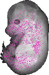 mouse atlas EMAGE spatial in situ gene expression database None