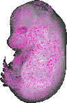 mouse atlas EMAGE spatial in situ gene expression database None