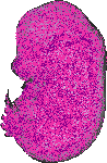 mouse atlas EMAGE spatial in situ gene expression database None