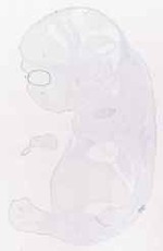 EMAGE:11380
