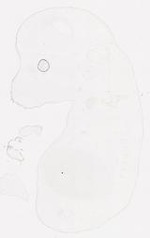 EMAGE:11392