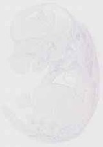 EMAGE:11403