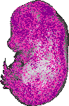 mouse atlas EMAGE spatial in situ gene expression database None