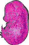 mouse atlas EMAGE spatial in situ gene expression database None