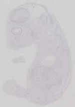 EMAGE:11452