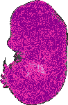 mouse atlas EMAGE spatial in situ gene expression database None