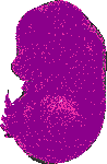 mouse atlas EMAGE spatial in situ gene expression database None