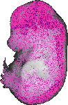 mouse atlas EMAGE spatial in situ gene expression database None