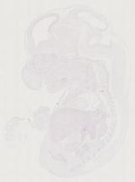 EMAGE:11489