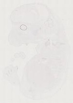 EMAGE:11489